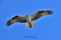 New Artist Group Raptors & Birds of Prey
