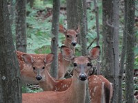 THEME: Animal Photography