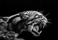THEME: Big Cats