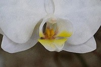 Georgia O’Keeffe……..new Artist Group 