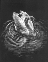 THEME: Scratch Board Medium