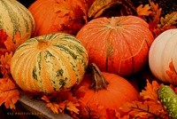 THEME: Fruit and Vegetables Photography