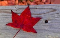The Colors of Fall……….New Members Group