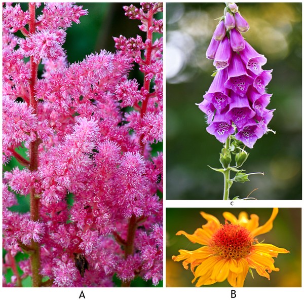Types of Flowers | ArtWanted.com