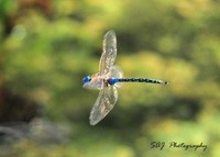 New Artist Group…….Dragonflies 