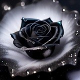 by Mihaela B
