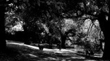 by Marad Abuleela