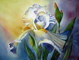 by Tanya Antimirova