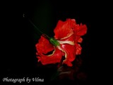 by Vilma Rohena