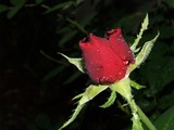 by Laurie Crouse