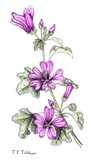 by Jane Tutchener