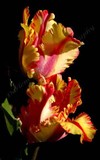 by Darlene  Cunnup