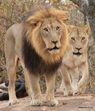 by Marie Strydom