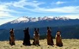 by Bonnie Pyle