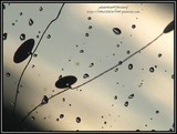 by Heli Aarniranta