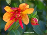 by Heli Aarniranta