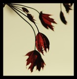 by Antagon Trashhead