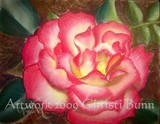 by Christi Bunn