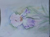 by Patricia Elgee