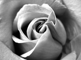 by Carol J. Hicks