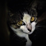 by Marie josé LAURIER