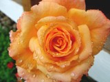 by cathy Gemkow