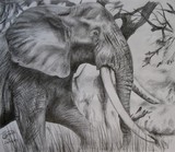 by Jan Viljoen