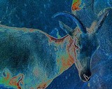 by Pat Goltz