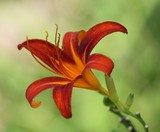 by Debbie Mathews