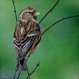 by Heather Ward