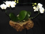 by Pedra Viva mini jardins