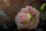 by LISETTE GOSSELIN COTE