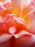 by Gaynor Lewis