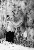 by Jordan Lorenz