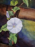 by Caeli Smith