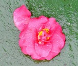 by Debra Kott