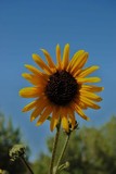 by Debra Kott