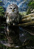 by Sharon Poulton