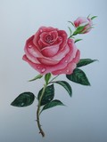 by Gabriella  Szabo