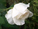 by Marie josé LAURIER