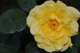 by Marie josé LAURIER