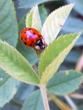 by Marie josé LAURIER