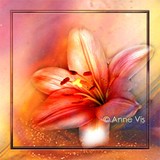 by Anne Vis