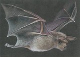 by Tammy Kuenzli