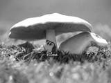 by Vilma Rohena