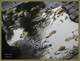 by Heli Aarniranta