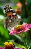 by Wayne Combridge 