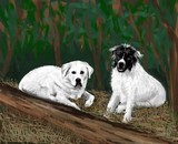 by Carole Boyd