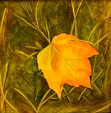 by Galina Komarova