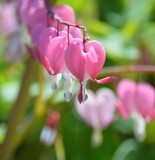 by Marie josé LAURIER